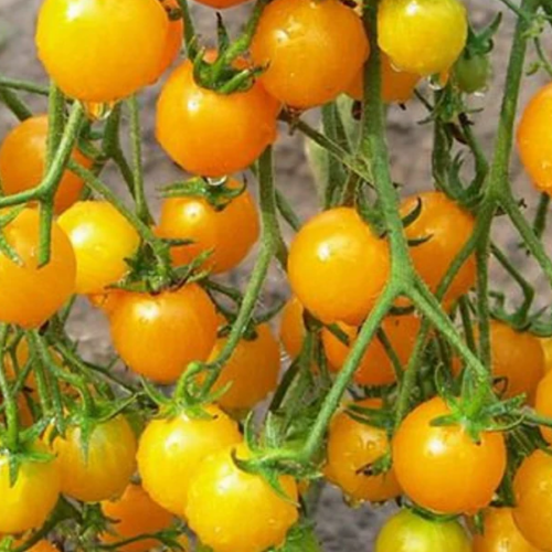 tomate igleheart