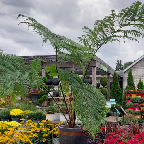 cyathea cooperi