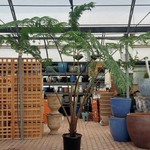 cyathea cooperi