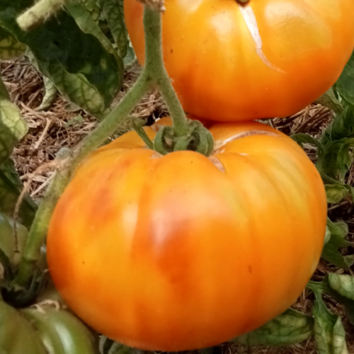 tomate old german