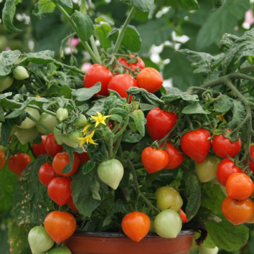 tomate sweet valentine