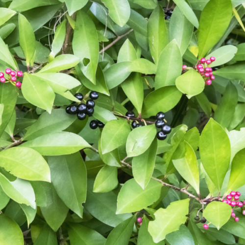 ardisia humilis
