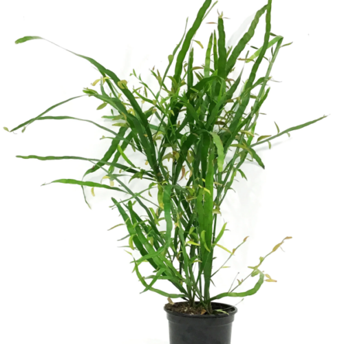 homalocladium platycladum