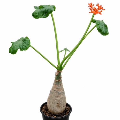 jatropha podagrica