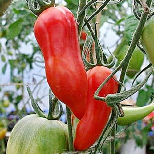 tomate jersey devil